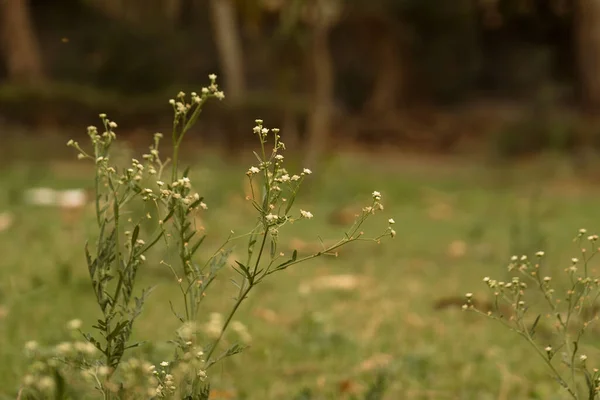 草原で成長しているパルテニウムのヒステリーの花の閉鎖 — ストック写真