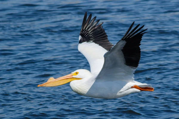 American White Pelican Flying Mississippi River — Stockfoto