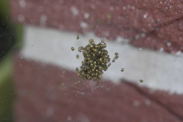 Selective Focus Shot Nest Baby Spiders — Stock Photo, Image