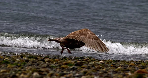 Selective Focus Shot Herring Gull Flying Rocky Beach — Stockfoto