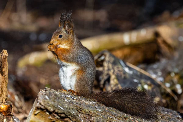 Una Ardilla Disfrutando Comida Tronco Árbol Bosque —  Fotos de Stock