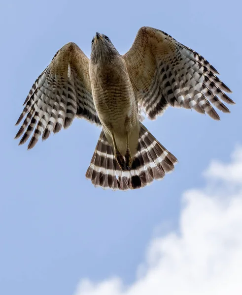 Low Angle Shot Red Shouldered Hawk Flying Blue Cloudy Sky —  Fotos de Stock