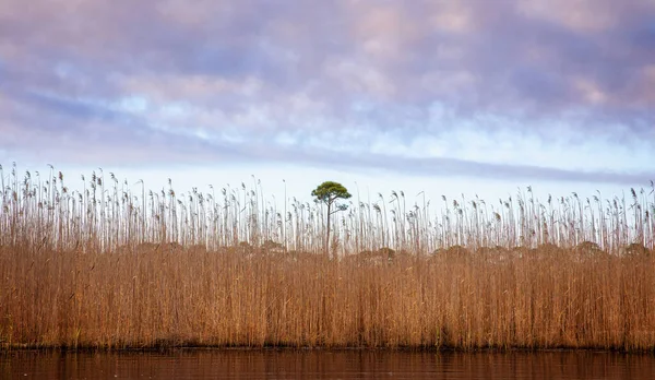 Scenic View Lonely Green Tree Surrounded Dried Grass Lake Grayton — Fotografia de Stock