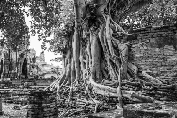 Raíces Árbol Por Templo Tai Wat Mahathat Ayutthaya Tailandia Sudeste — Foto de Stock