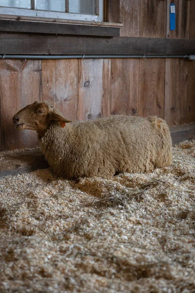 Beautiful Shot Sheep Resting Wood Shavings Bedding Barn Daytime — Zdjęcie stockowe