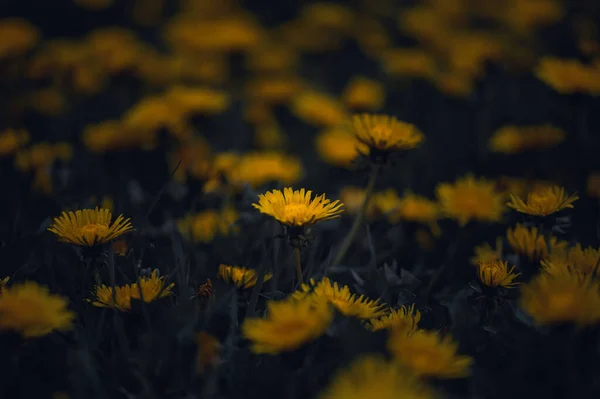 Een Prachtig Uitzicht Gele Bloemen Het Veld — Stockfoto