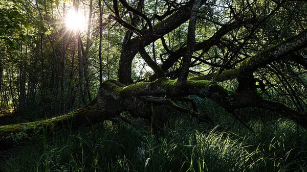 Fallen Tree Forest Bleienbacher Torfsee Switzerland — Stock Photo, Image