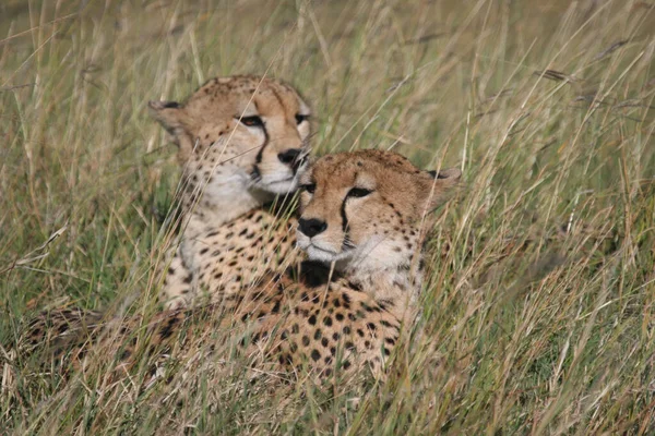 Pair Cheetahs Acinonyx Jubatus Grass — Stock Photo, Image
