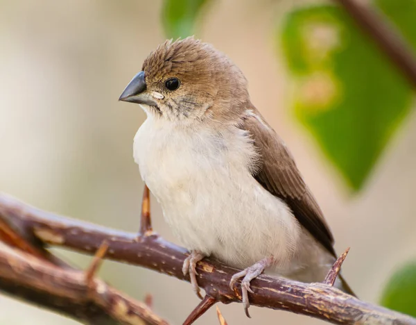 Beautiful Shot Indian Silverbell Bird Perched Twig Garden Sunny Day — Foto Stock