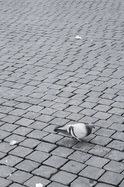 Selective Pigeon Cobblestone — Stock Photo, Image