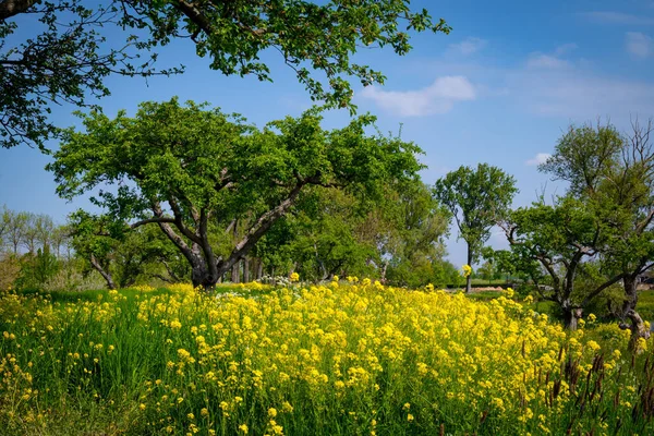 Přírodní Krajina Stromy Žlutými Květy — Stock fotografie