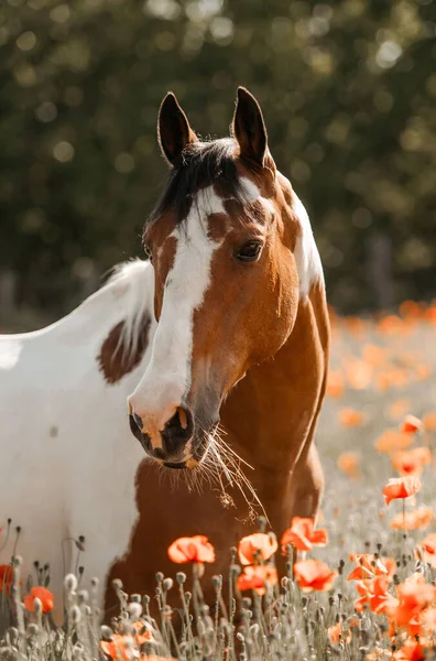 Vertical Shot Beautiful Brown White Horse Poppy Field — Stock Photo, Image