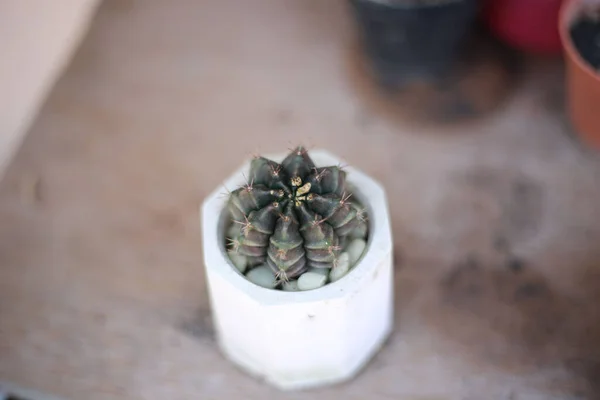 Eine Nahaufnahme Einer Kakteenpflanze Einem Topf Auf Einem Tisch — Stockfoto