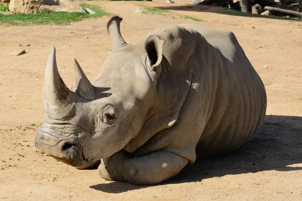 White Rhino Ceratotherium Simum Relaxing Ground — Stock Photo, Image