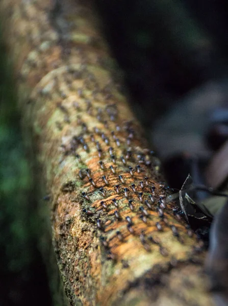 Detailní Záběr Hmyzu Stromě Zahradě — Stock fotografie
