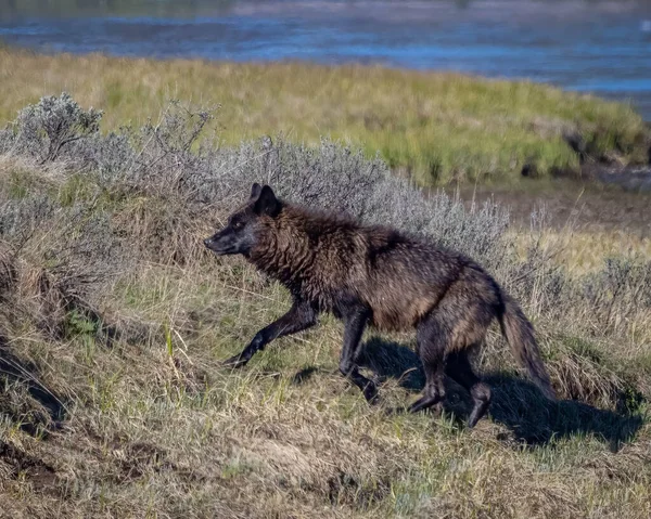 Een Zwarte Mackenzie Plains Wolf Gaat Een Klif Met Meer — Stockfoto