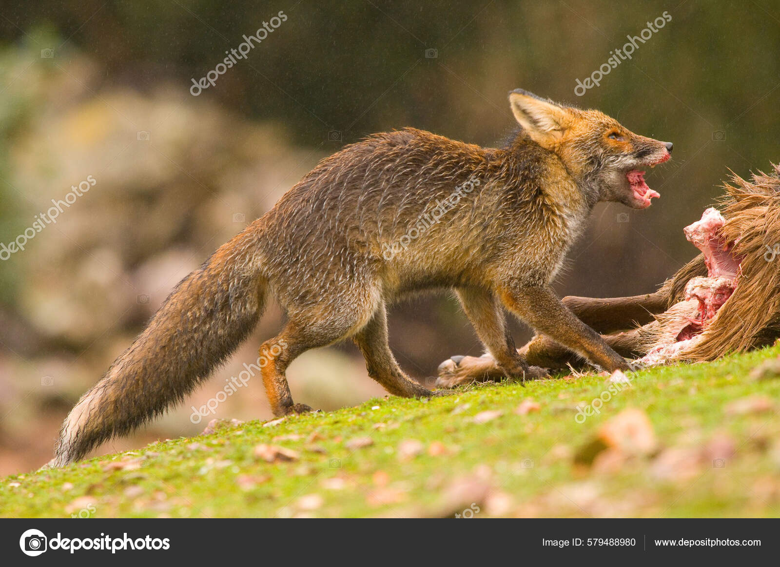 Foco Superficial Uma Raposa Faminta Comendo Sua Presa — Foto ©  wirestock_creators #579488980, image size:1600x1163