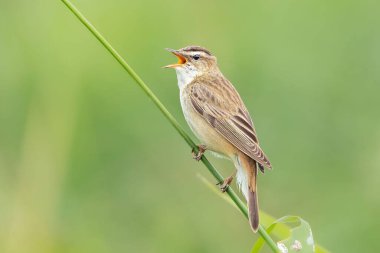 Kahverengi tüylü ve gagalı bir kuş yeşil bir bitki dalında oturuyor ve şarkı söylüyor.