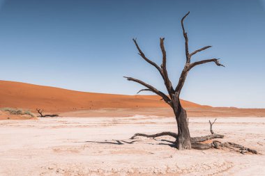 A scenic view of a lonely dried tree surrounded by bushes on a deserted landscape on a sunny day