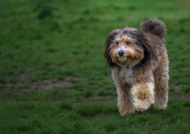 A BEAUTIFUL SHAGGY MIX BREED DOG WITH NICE EYES AND A BALL IN ITS MOUTH AT THE OFF LEASH DOG AREA AT THE MARYMOOR PARK IN REDMOND WASHINGTON