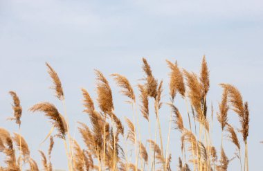 a close-up with dried reed flowers, sky, autumn