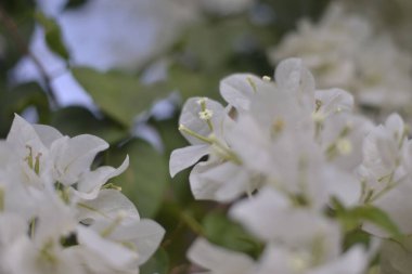 A selective shot of blooming white Bougainvillea flowers