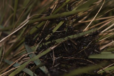 Orman zemininde bir grup böceğin yakın plan fotoğrafı.