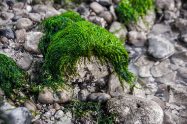 A closeup shot of green moss on stones on the Worthing Beach in  England