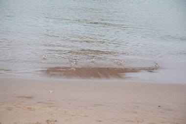 Kumdaki kuşlar ve su sıçratan deniz sörfü.