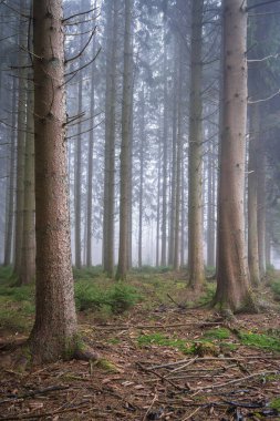A vertical shot of dense trees in the forest