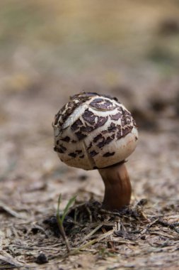 wild brown and white mushroom in the mountains of Cordoba, Argentina