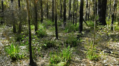 Yanmış kömür zemininden çıkan yeni doğal bitki örtüsü..