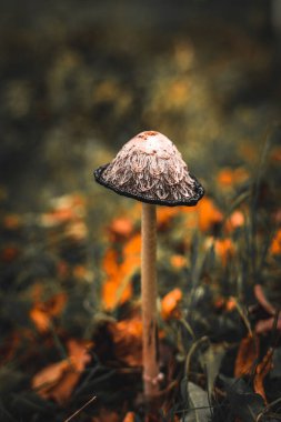 Ormandaki kuşkonmaz mantarı denilen bir komadada biraz ot ve yaprak var..