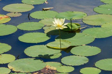 A closeup of lily pads in a pond in Washington, North Carolina, USA