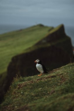Faroe adalarındaki bulanık bir arka planda Atlantik martısının (Fratercula arktika) dikey bir görüntüsü