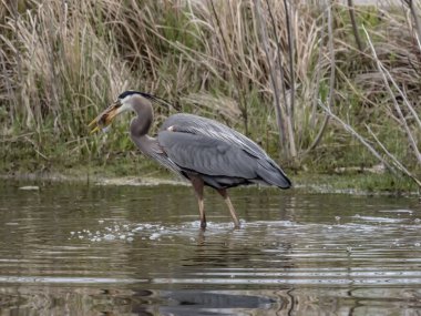 Büyük Mavi balıkçıl balık arıyor.
