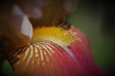 A macro shot of a iris flower blooming on a blurry green background