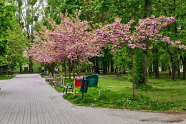 Polonya Poznan 'daki Rataje parkındaki patika kenarındaki ağaçlar ve banklar.