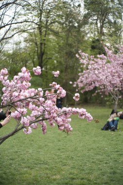 A vertical shot of pink cherry blossoms on the branch in the botanical garden in Bucharest, Romania
