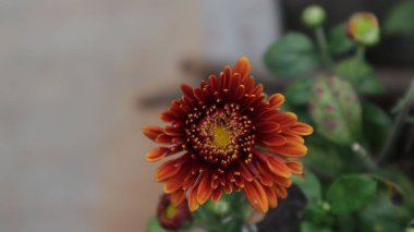 A closeup shot of a chrysanthemum blossoming in the garden