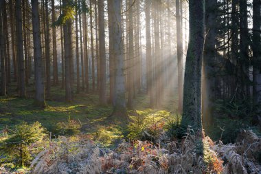 The dense trees in the forest at sunrise