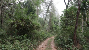 A pathway in the forest with green foliage