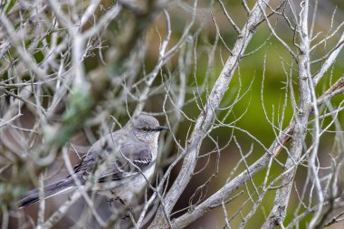 A closeup of a cute small Northern mockingbird standing on tree branches on a blurry background