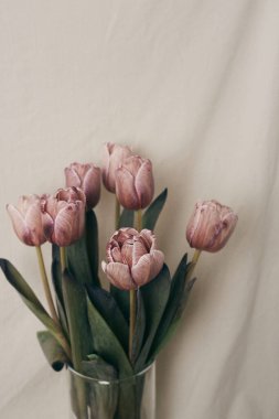 A vertical closeup of the pale pink tulips in the glass vase isolated on pale beige background.