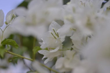 A selective shot of blooming white Bougainvillea flowers