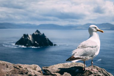 A closeup shot of a gull settled on stone with sea and mountains in the background