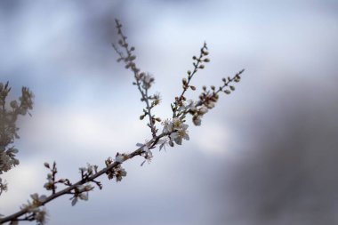 A selective focus shot of a tree branch with blooming white flowers