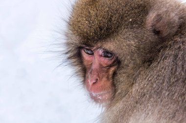 Kırmızı yüzlü pofuduk bir maymunun yakın plan fotoğrafı.