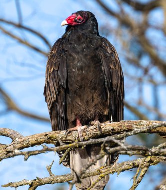 A closeup shot of a turkey vulture on a tree in a forest during the day