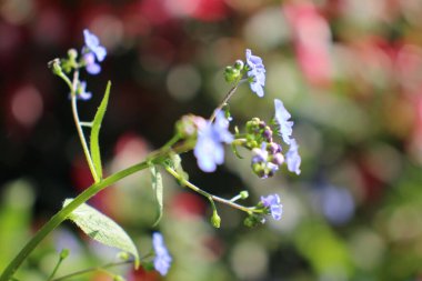 A selective focus shot of blooming blue wildflowers